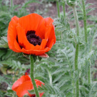 Papaver orientale 'Brilliant'