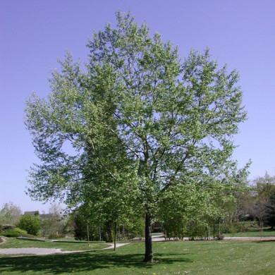Populus alba 'Nivea'