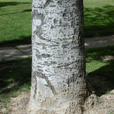 Populus alba 'Nivea'