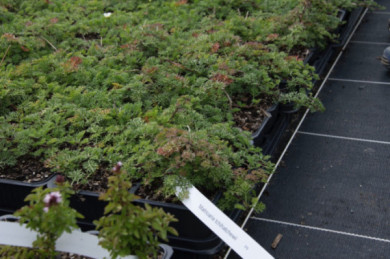 Matricaria tchihatchewii