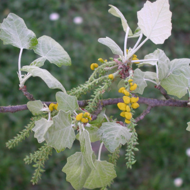 Populus alba 'Nivea'