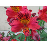 Alstroemeria 'Chinon'