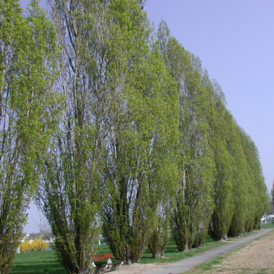 Populus nigra 'Italica'