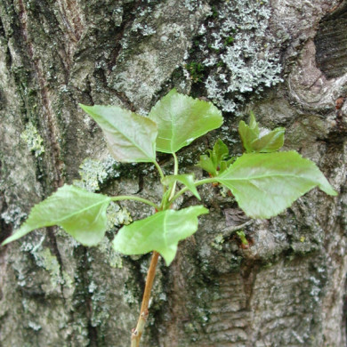 Populus nigra 'Italica'