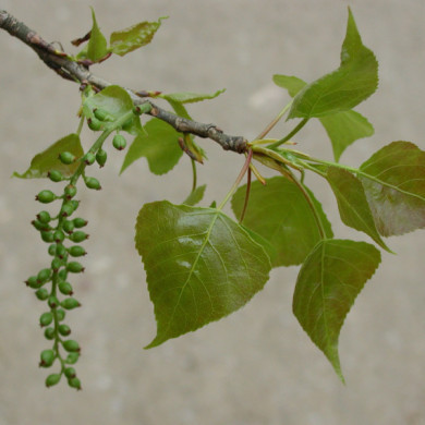 Populus nigra 'Italica'