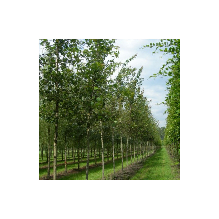 Populus tremula