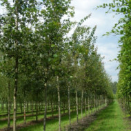 Populus tremula