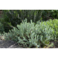 Euphorbia pithyusa