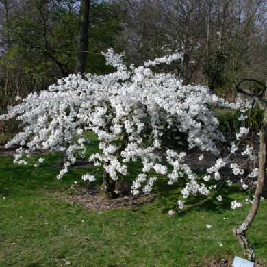 Prunus x yedoensis
