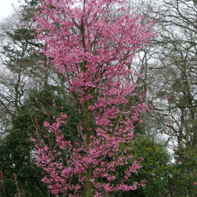 Prunus x yedoensis