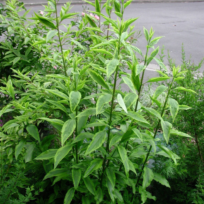 Forsythia x intermedia 'Fiesta'