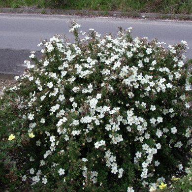 Potentilla fruticosa 'Abbotswood'