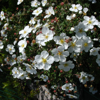 Potentilla fruticosa 'Abbotswood'