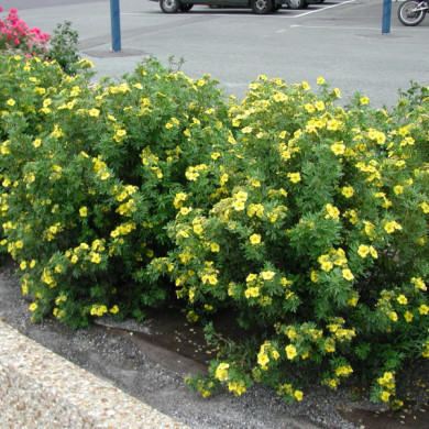 Potentilla fruticosa 'Jackman's Variety'