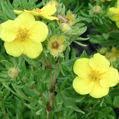 Potentilla fruticosa 'Jackman's Variety'