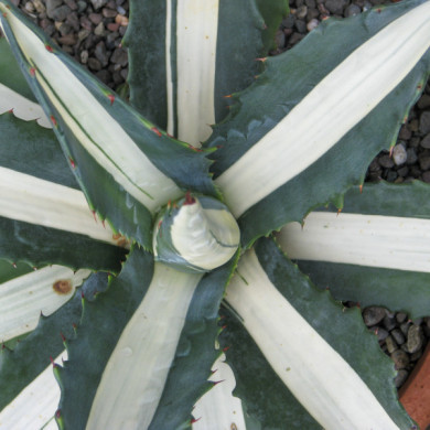Agave americana 'Mediopicta'