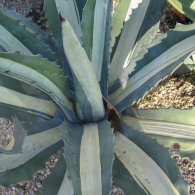 Agave americana 'Mediopicta'