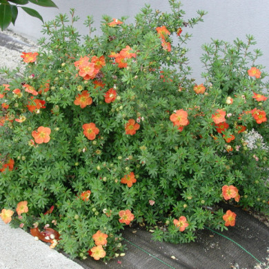 Potentilla fruticosa Red Ace® 'Bloace'