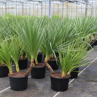Cordyline indivisa