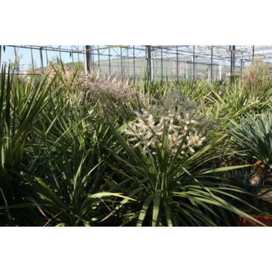 Cordyline indivisa