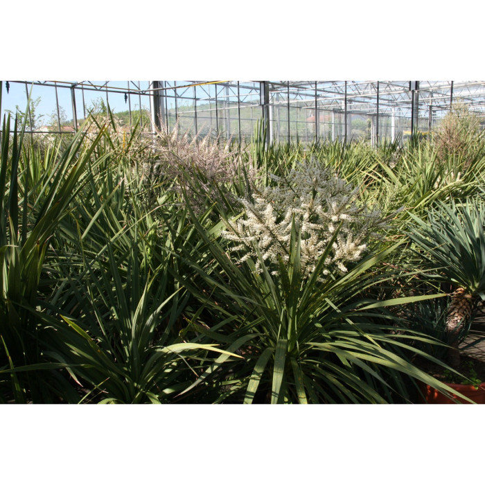 Cordyline indivisa