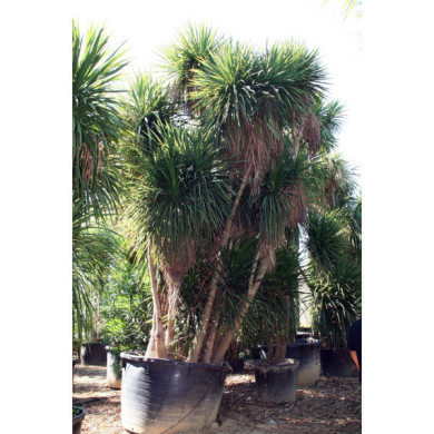 Cordyline indivisa