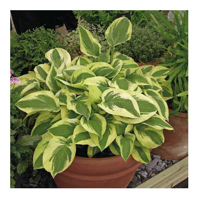 Hosta 'Wide Brim'