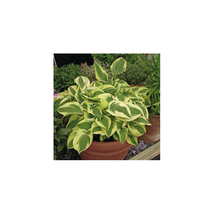 Hosta 'Wide Brim'