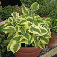 Hosta 'Wide Brim'
