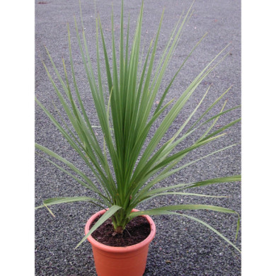 Cordyline indivisa