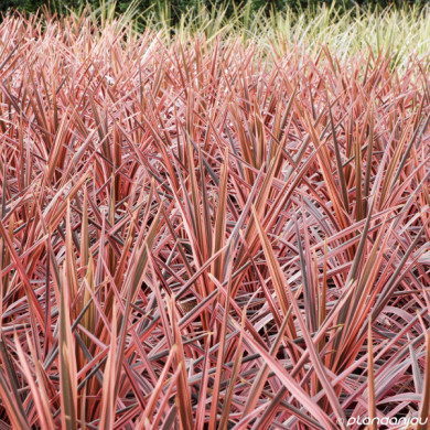 Cordyline australis 'Pink Fire'