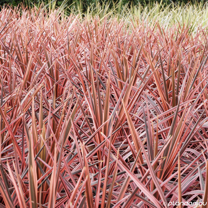 Cordyline australis 'Pink Fire'