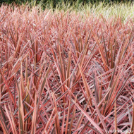 Cordyline australis 'Pink Fire'