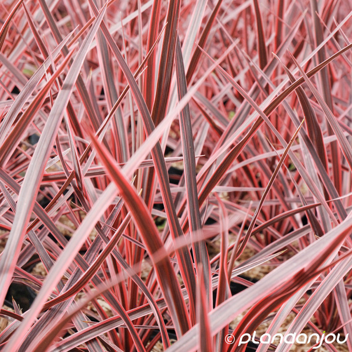 Cordyline australis 'Pink Fire'