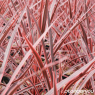 Cordyline australis 'Pink Fire'