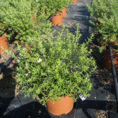 Westringia longifolia