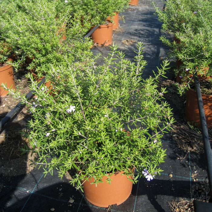 Westringia longifolia