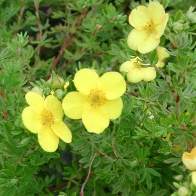 Potentilla fruticosa 'Tangerine'