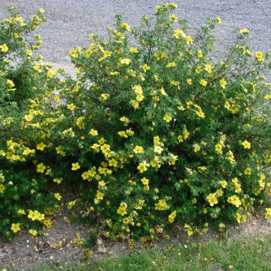 Potentilla fruticosa 'Tilford Cream'