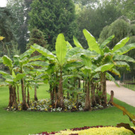 Musa basjoo