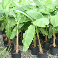 Musa basjoo