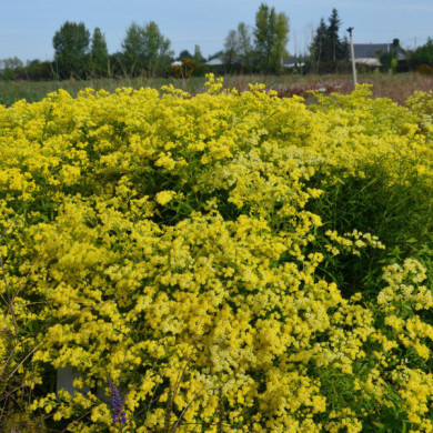 xSolidaster luteus 'Lemore'