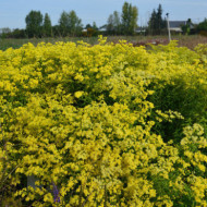 xSolidaster luteus 'Lemore'