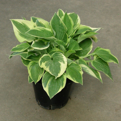 Hosta 'Wide Brim'