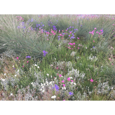 Tapis de vivaces Sun (8605)