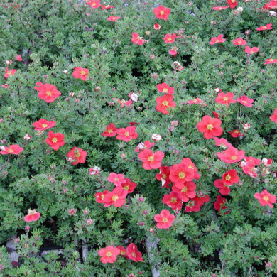 Potentilla fruticosa Marian Red Robin® 'Marrob'