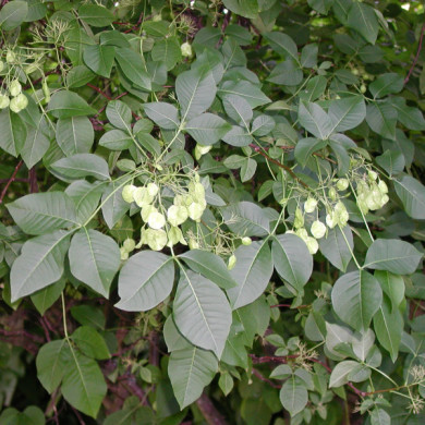 Ptelea trifoliata