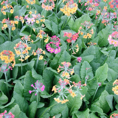 Primula x bulleesiana