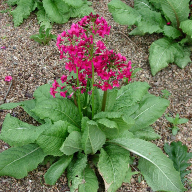 Primula denticulata