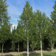 Betula albosinensis 'Fascination'